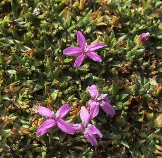 Silene acaulis var. exscapa