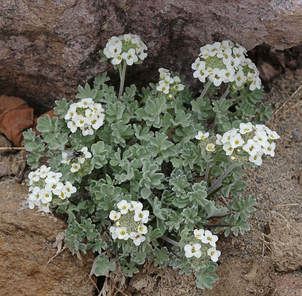 Smelowskia ovalis var. ovalis