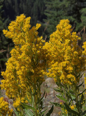 Solidago elongata