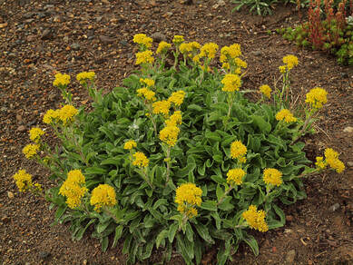 Solidago simplex var. nana