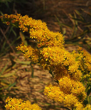 Solidago speciosa
