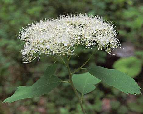 Spiraea betulifolia var. lucida