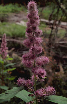 Spiraea douglasii var. douglasii