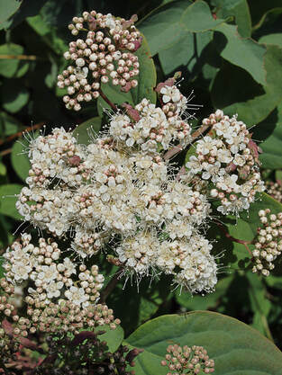Spiraea lucida