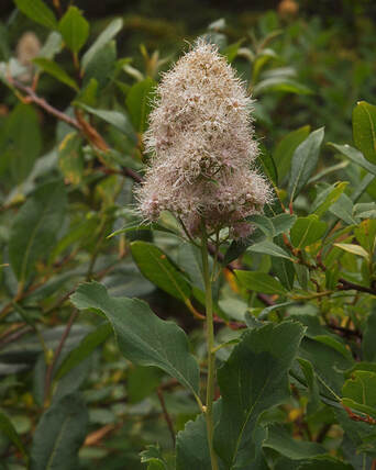Spiraea x hitchcockii
