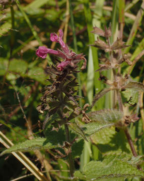 Stachys cooleyae (Cooley's hedgenettle)