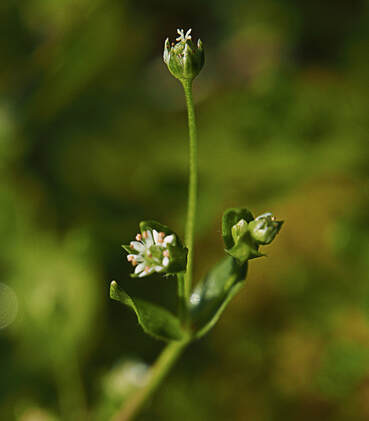 Stellaria calycantha