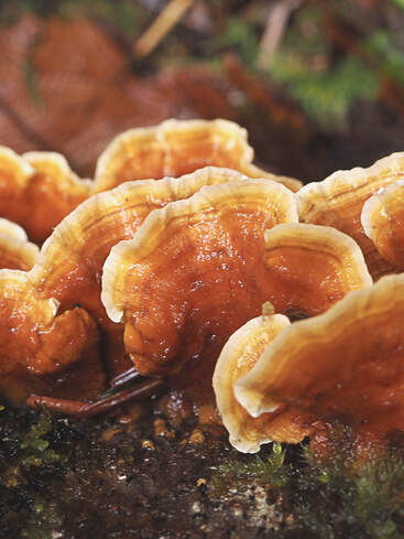 Stereum hirsutum (Hairy curtain-crust)