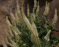 Thelypodium laciniatum
