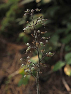 Tiarella trifoliata