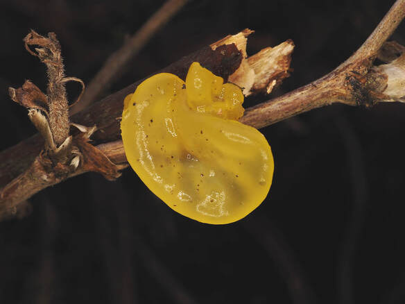 Tremella mesenterica (Witch's butter)
