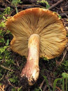 Tricholoma vaccinum