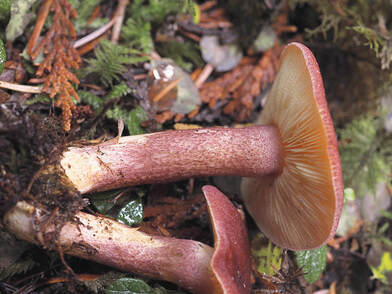 Tricholomopsis rutilans (Red-tufted wood tricholoma)