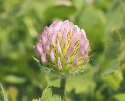 Trifolium microcephalum (Small-head clover)