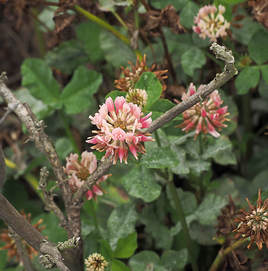 Trifolium wormskioldii