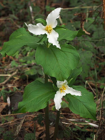 Trillium ovatum (Pacific trillium)
