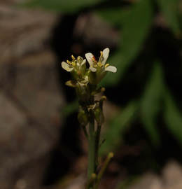 Turritis glabra