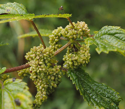 Urtica dioica (Stinging nettle)