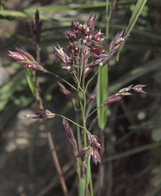 Vahlodea atropurpurea