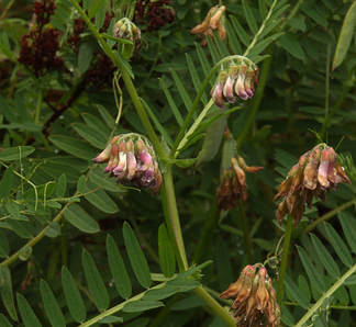 Vicia nigricans var. gigantea
