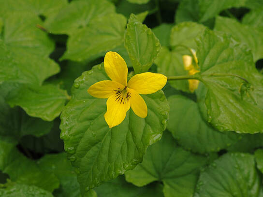 Viola glabella (Pioneer violet)