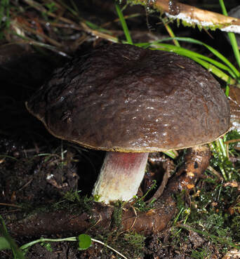 Xerocomellus autropurpureus