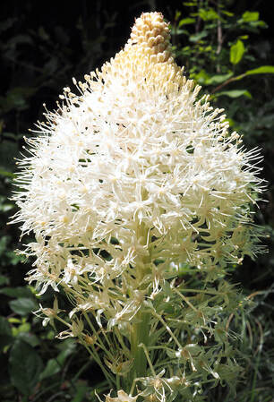 Xerophyllum tenax (Beargrass)