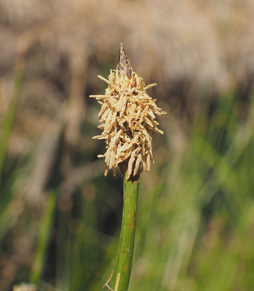 Eleocharis macrostachya