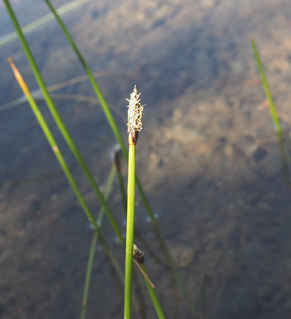 Eleocharis macrostachya (Creeping spikerush)