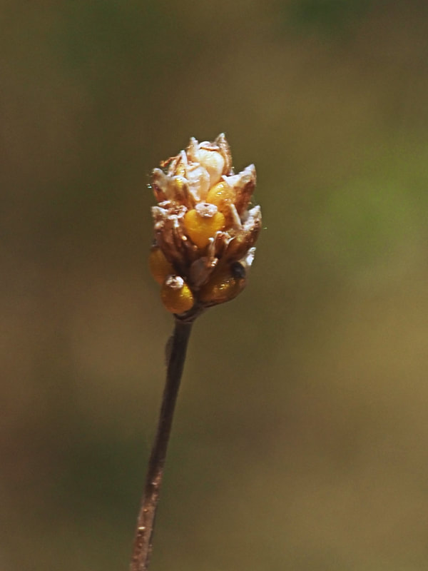 Eleocharis nitida