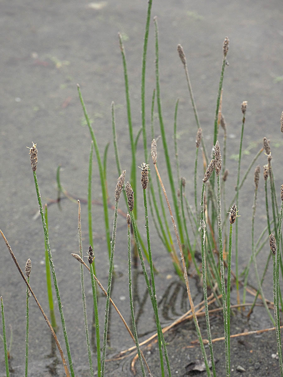 Eleocharis palustris