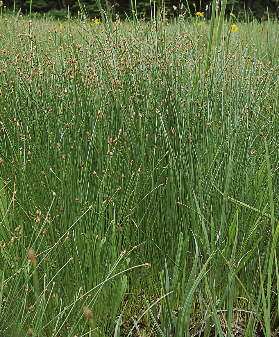 Eleocharis quinqueflora