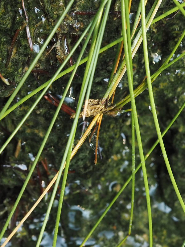 Eleocharis rostellata