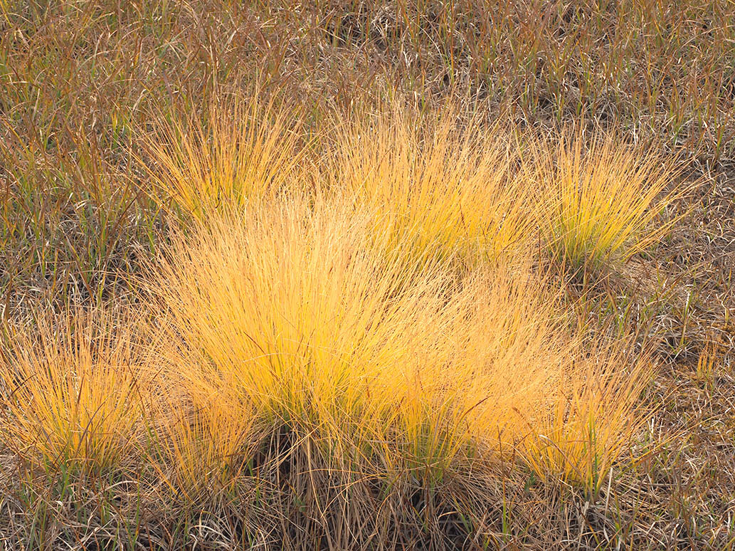 Eleocharis suksdorfiana