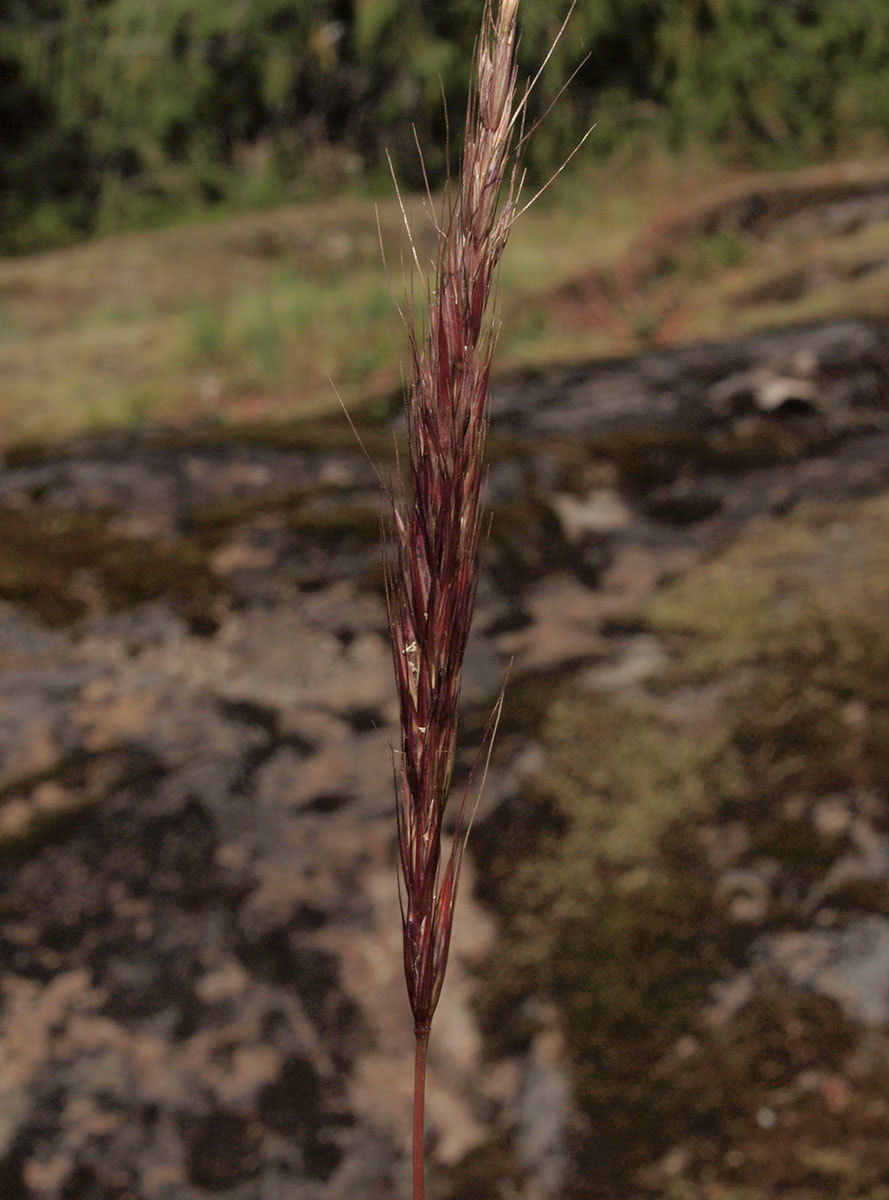 Elymus glaucus ssp. glaucus
