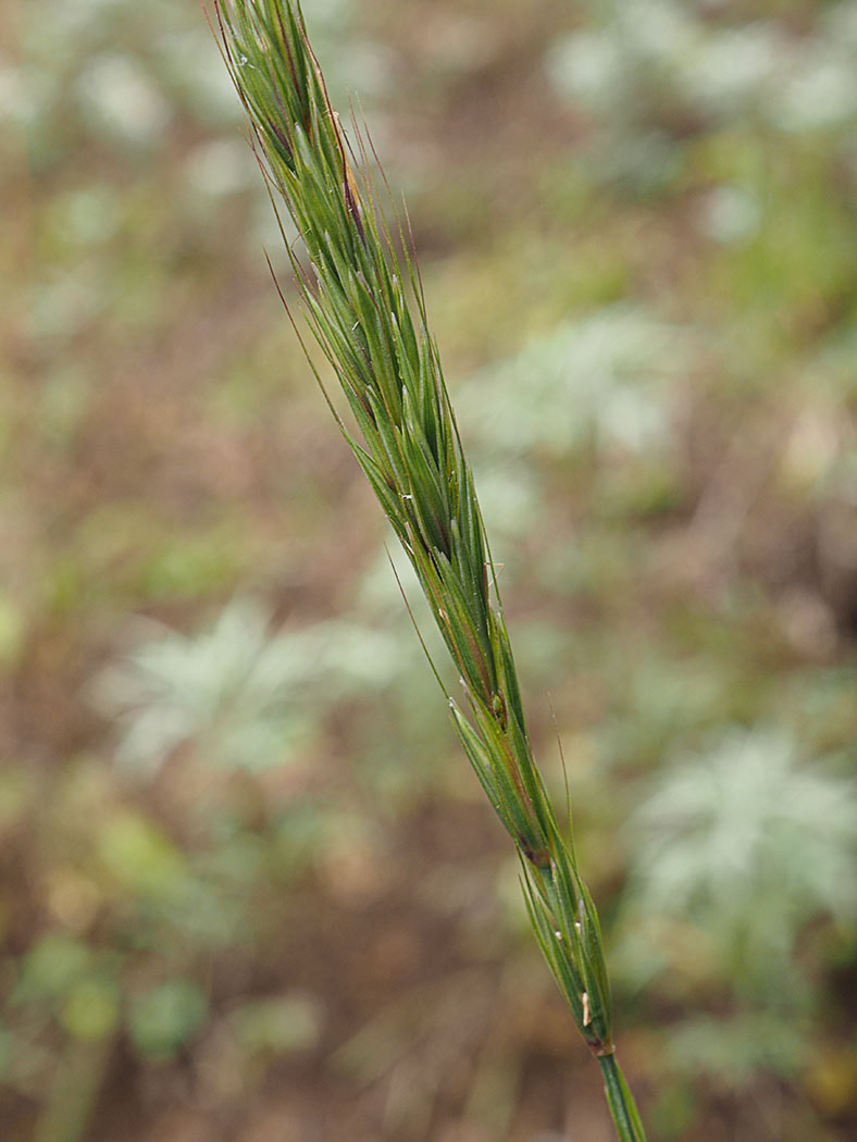 Elymus glaucus ssp. glaucus (Blue wildrye)