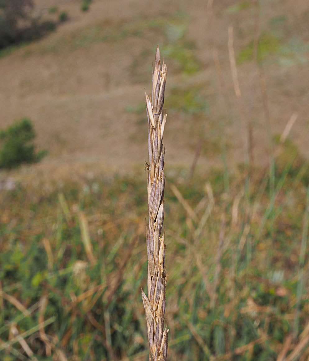 Elymus violaceus 