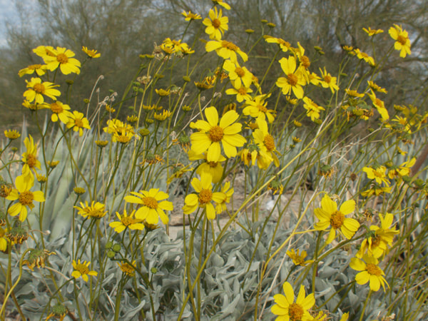 Encelia farinosa