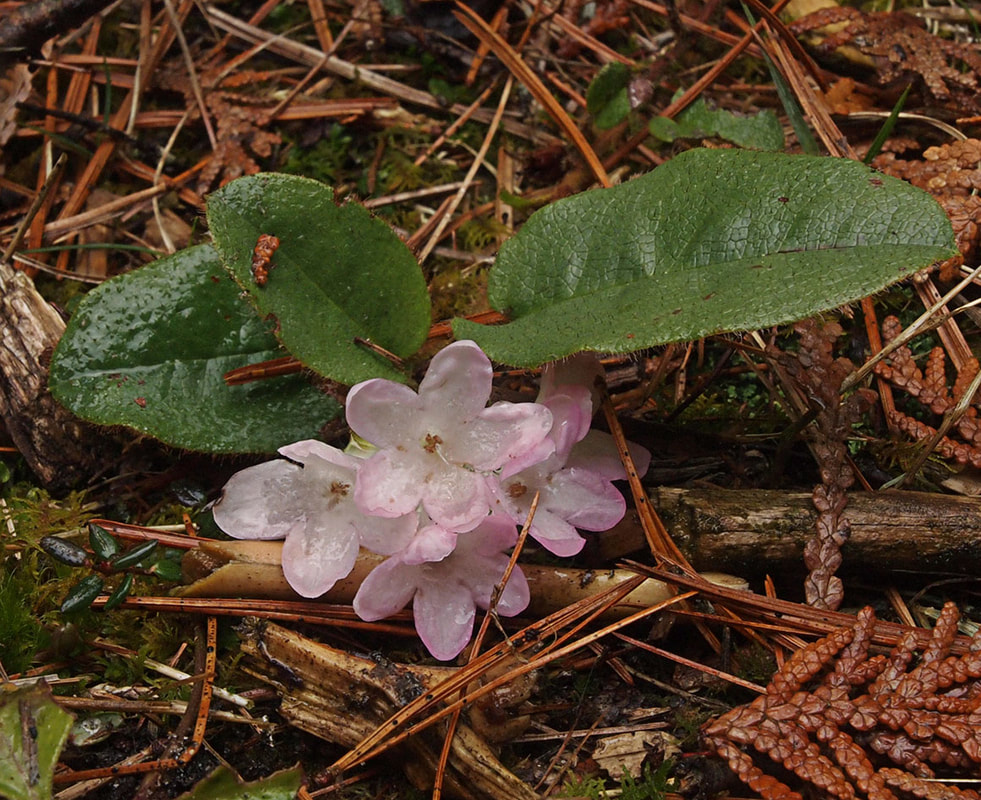 Epigaea repens