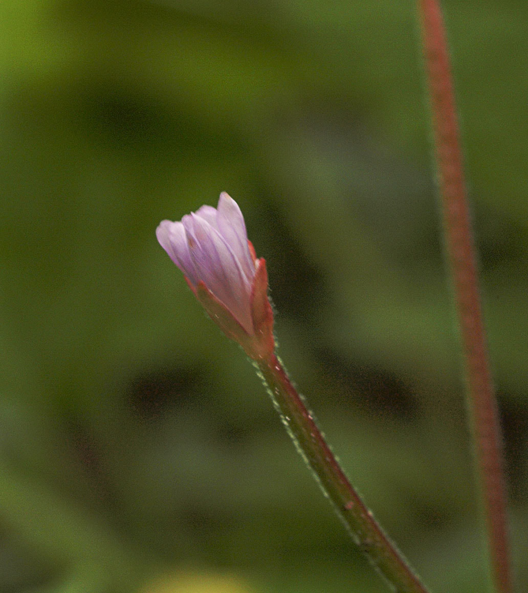Epilobium clavatum