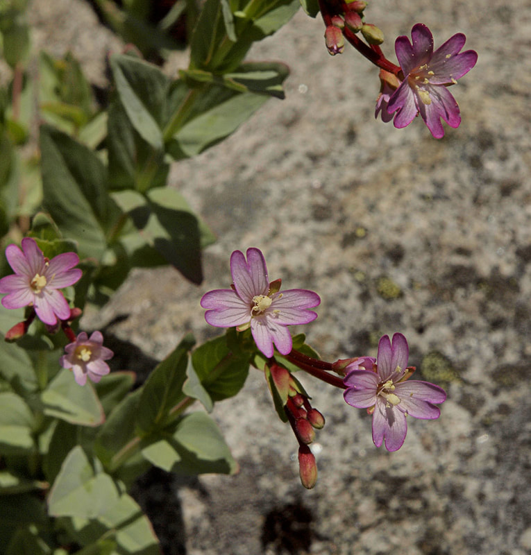 Epilobium glaberrimum ssp. fastigiatum