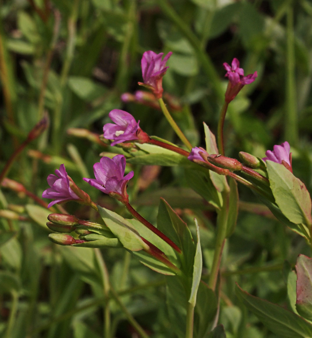 Epilobium glaberrimum ssp. glaberrimum