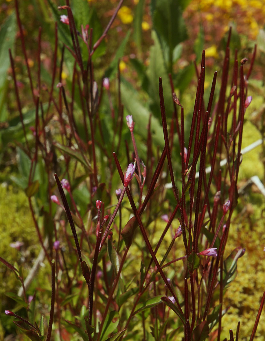Epilobium hornemannii ssp. hornemannii