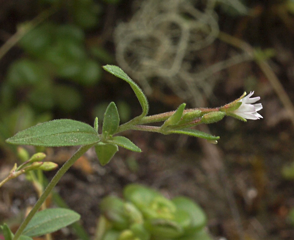 Epilobium minutum