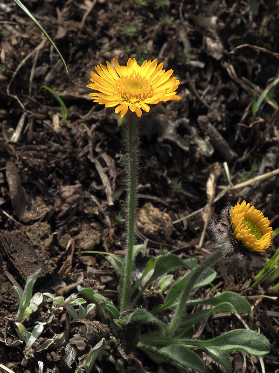 Erigeron aureus