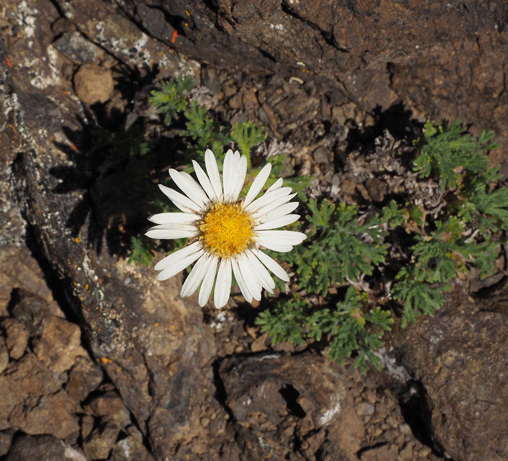 Erigeron compositus (Dwarf mountain fleabane)