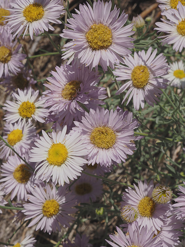 Erigeron divergens