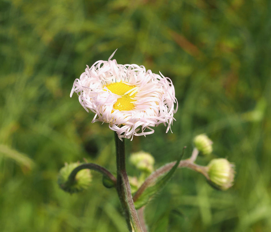 Erigeron philadelphicus var. philadelphicus (Philadelphia fleabane)