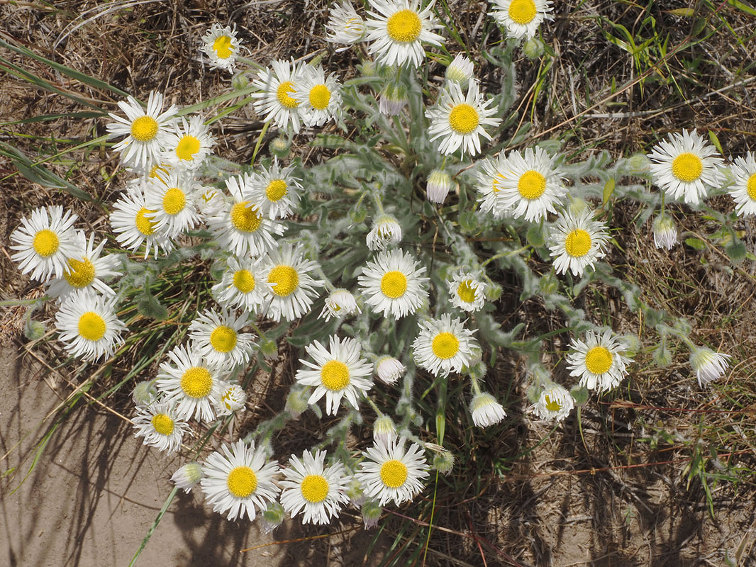 Erigeron pumilus var. intermedius
