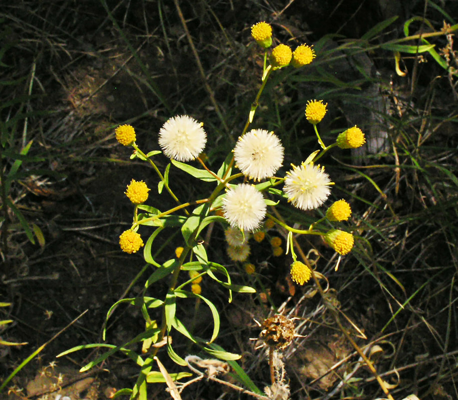 Erigeron inornatus var. inornatus
